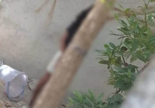 އަށް އަހަރުގެ ކުއްޖެއްގެ ދެ އަތް ބަނދެ، ގަހެއްގައި އައްސާފައި -- ފޮޓޯ: ސޯޝަލް މީޑިއާ
