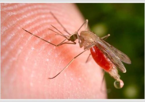 Mosquito